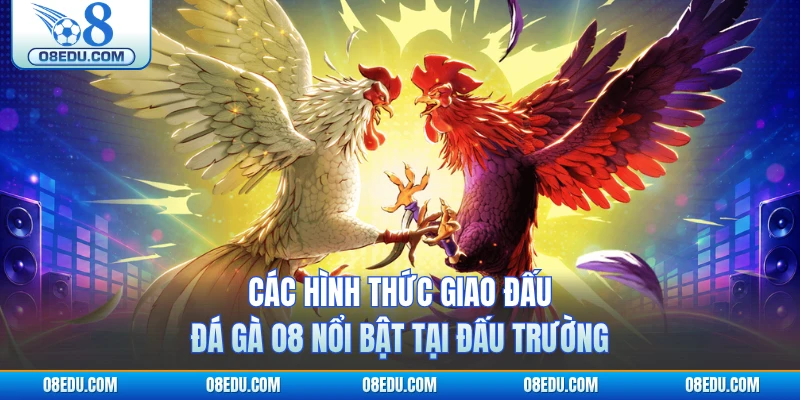 Các hình thức giao đấu đá gà O8 nổi bật tại đấu trường 